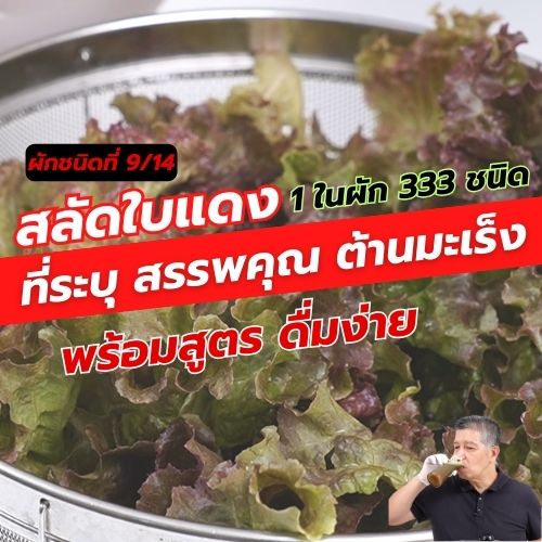 สลัดใบแดง 1 ใน 14 ผักต้านมะเร็ง คัดมาจากผัก 333 ชนิด 